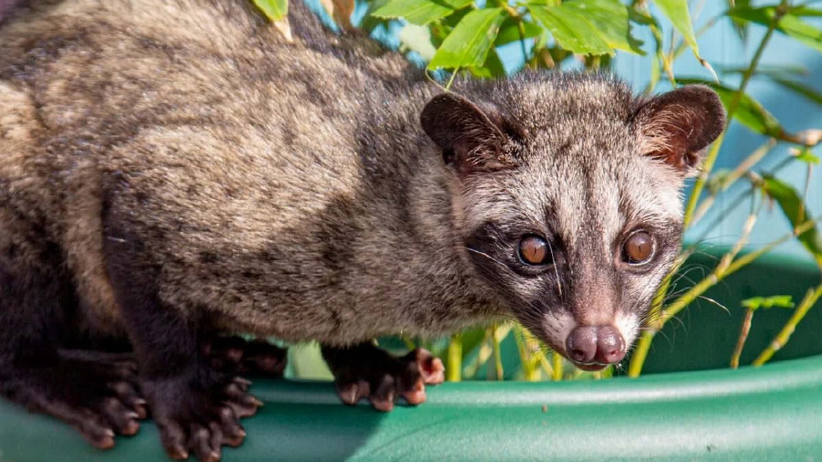 Three detained in Kelantan for unlicensed possession of palm civet cubs