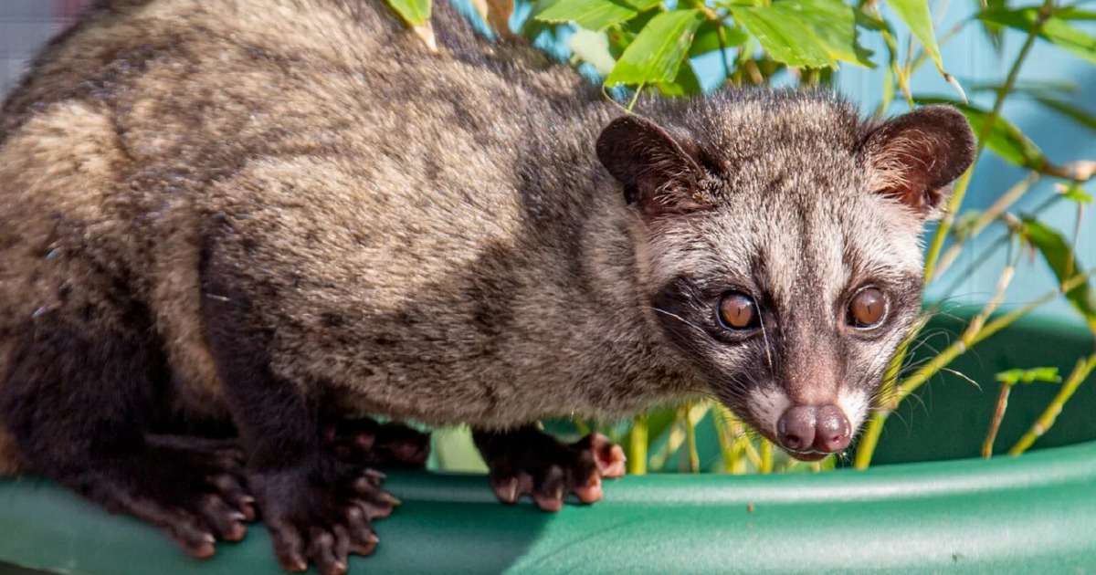 Three detained in Kelantan for unlicensed possession of palm civet cubs