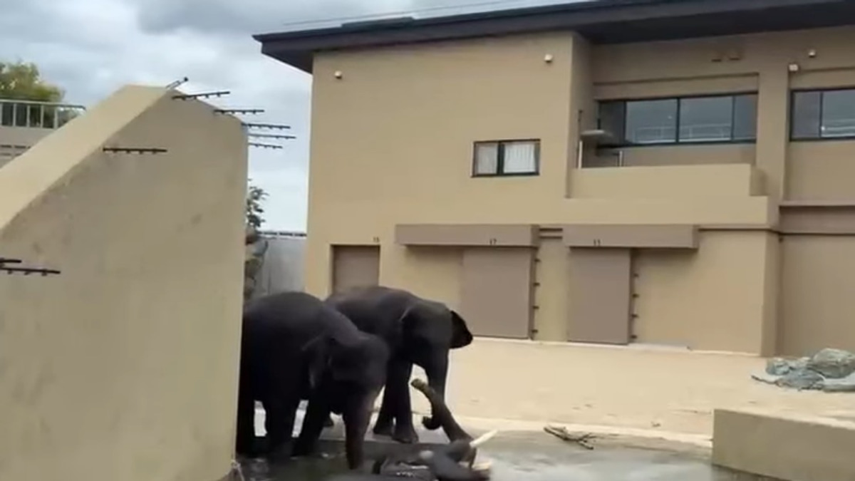 Malaysian Elephants Thriving at Japan Zoo Under International Cooperation Agreement