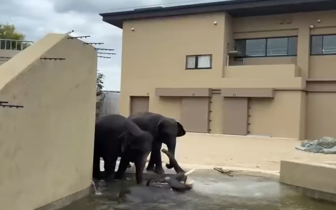 Malaysian Elephants Thriving at Japan Zoo Under International Cooperation Agreement