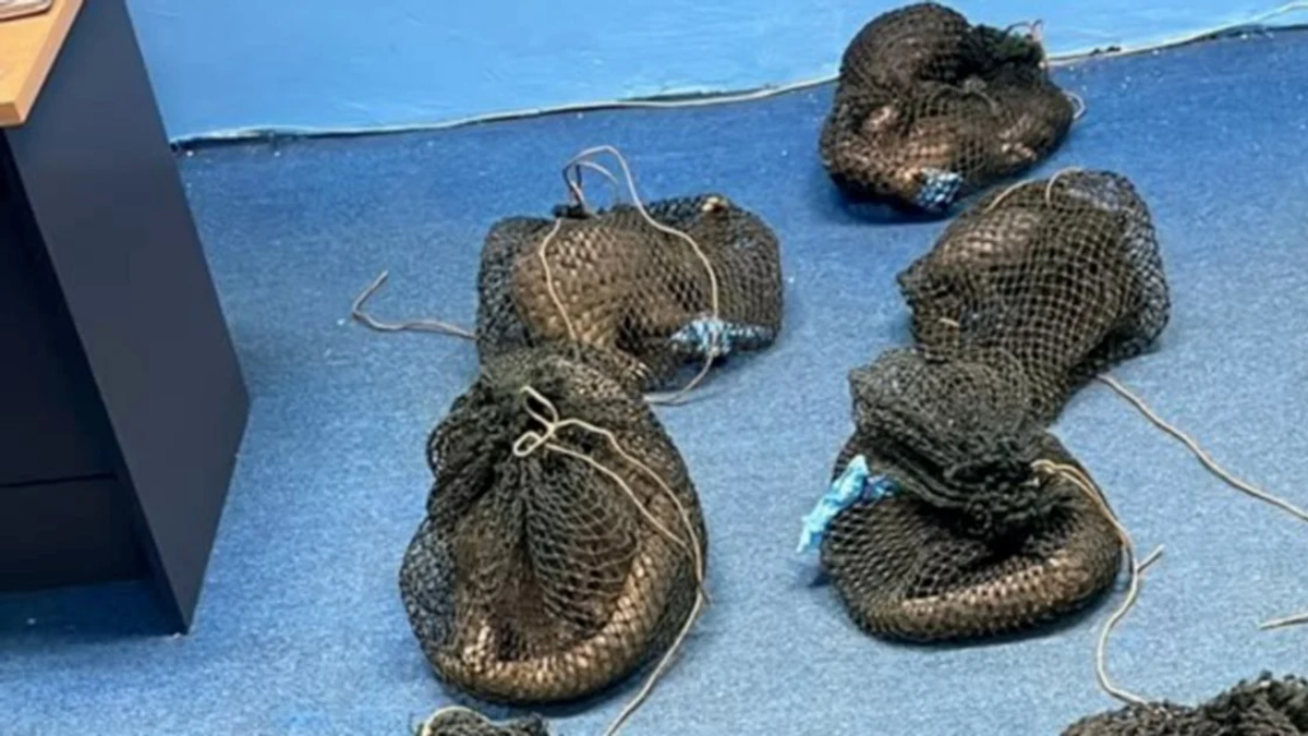 Filipino Suspect Detained After Live Pangolin and Ivory Haul Seized in Sabah Wildlife Raid