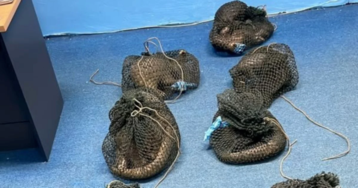 Filipino Suspect Detained After Live Pangolin and Ivory Haul Seized in Sabah Wildlife Raid