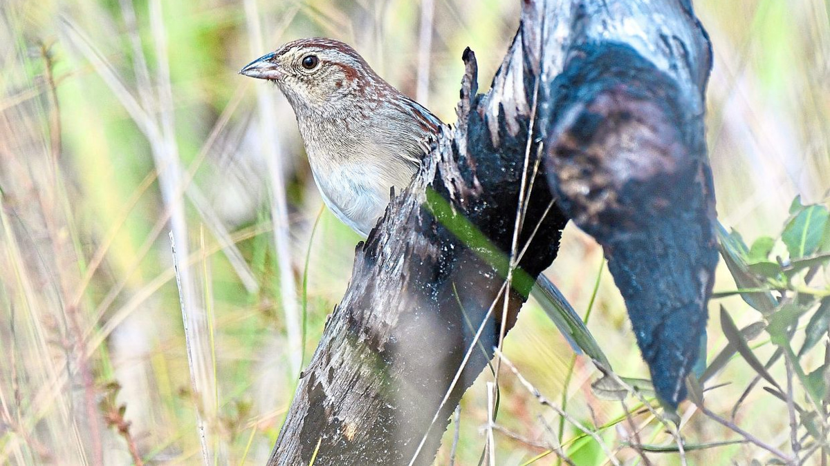 How Florida's Forest Soundscape Shapes Sparrow Songs