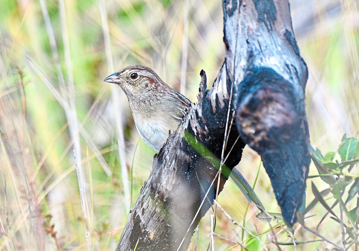 How Florida's Forest Soundscape Shapes Sparrow Songs