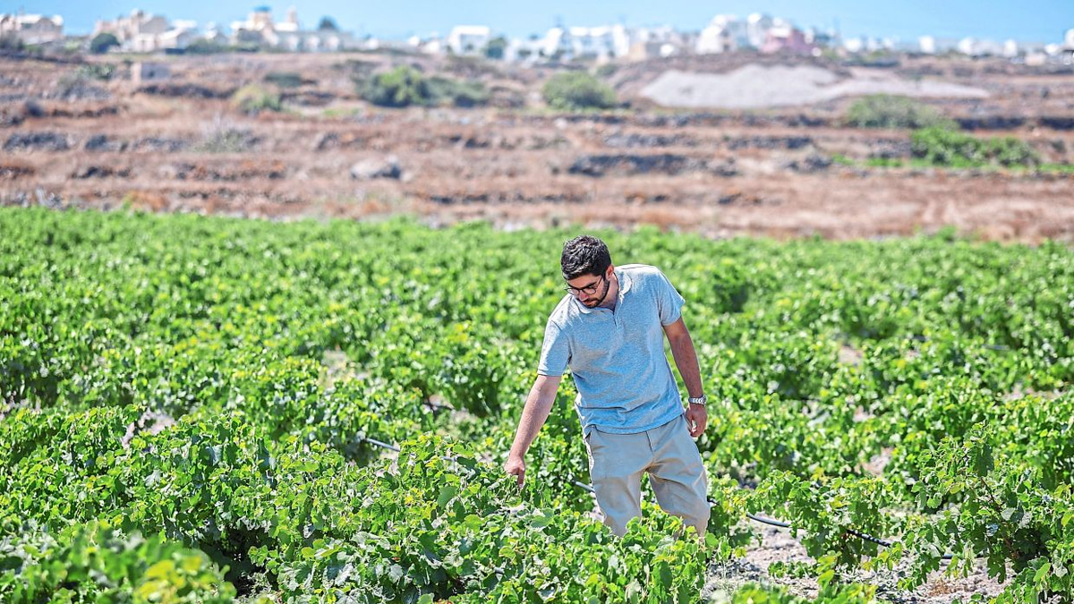 Santorini's wine industry faces climate stress as drought forces innovation and adaptation
