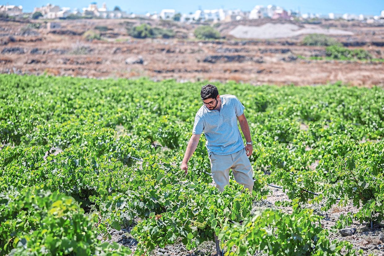 Santorini's wine industry faces climate stress as drought forces innovation and adaptation