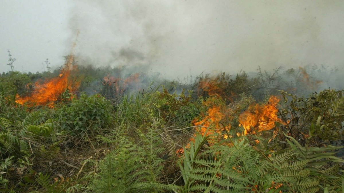 Indonesia Confronts Escalating Forest Fire Crisis as West Kalimantan Hotspots Nearly Double