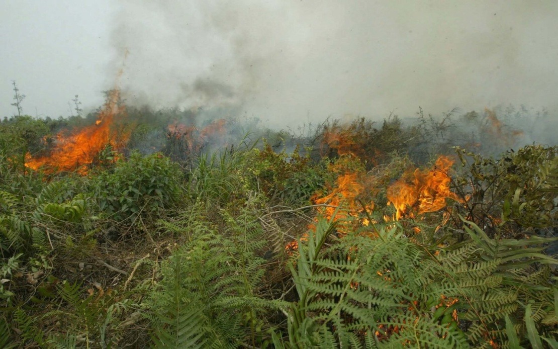 Indonesia Confronts Escalating Forest Fire Crisis as West Kalimantan Hotspots Nearly Double