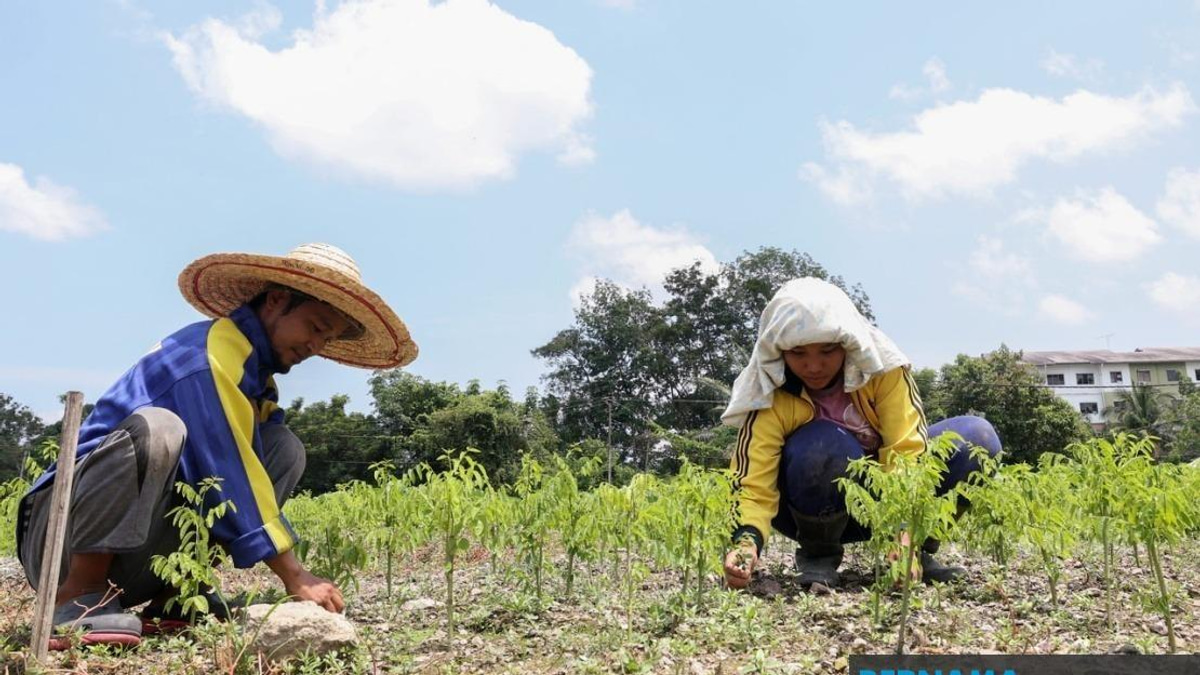 Extreme Heat Wave Wreaks Havoc on Sabah Agriculture as MetMalaysia Issues Alert