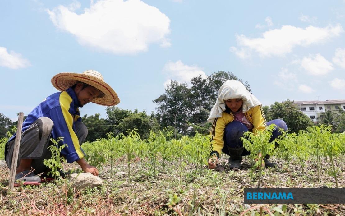 Extreme Heat Wave Wreaks Havoc on Sabah Agriculture as MetMalaysia Issues Alert
