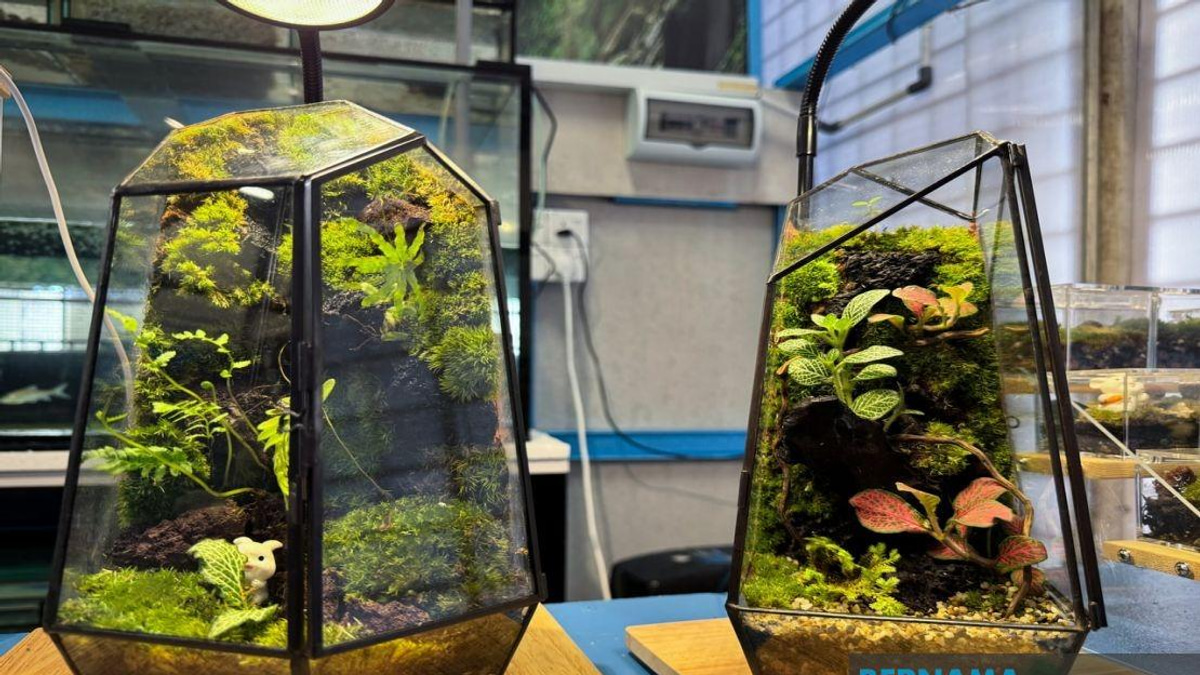 From YouTube Videos to Business: How a Jeli Polytechnic Student Turned Terrarium Hobby Into Enterprise