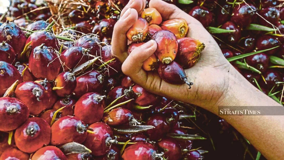 Ex-KLK Employee Denies Charges Over Alleged Concealment of Crude Palm Oil Records