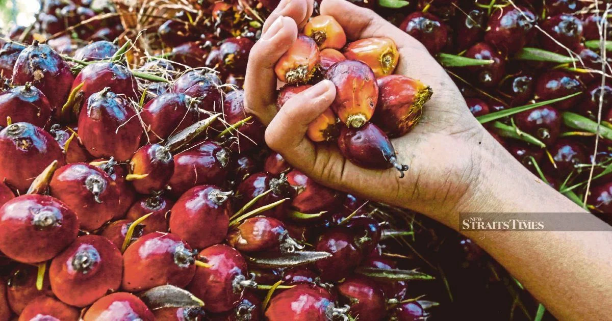 Ex-KLK Employee Denies Charges Over Alleged Concealment of Crude Palm Oil Records