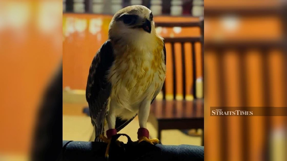 Police Bust Illegal Raptor Operation, Arrest Man with RM100,000 Black-winged Kite