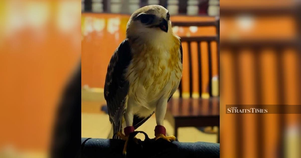 Police Bust Illegal Raptor Operation, Arrest Man with RM100,000 Black-winged Kite