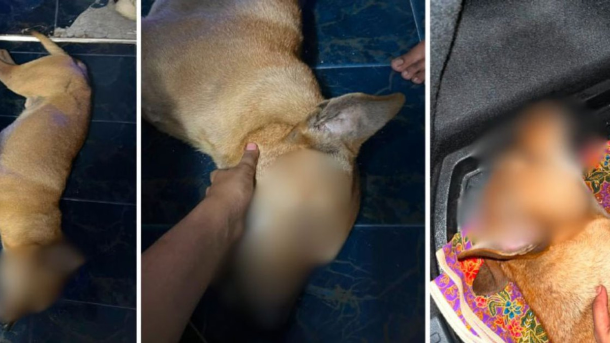 Veterinary Services lodges police report into Rocky abuse allegations captured on video