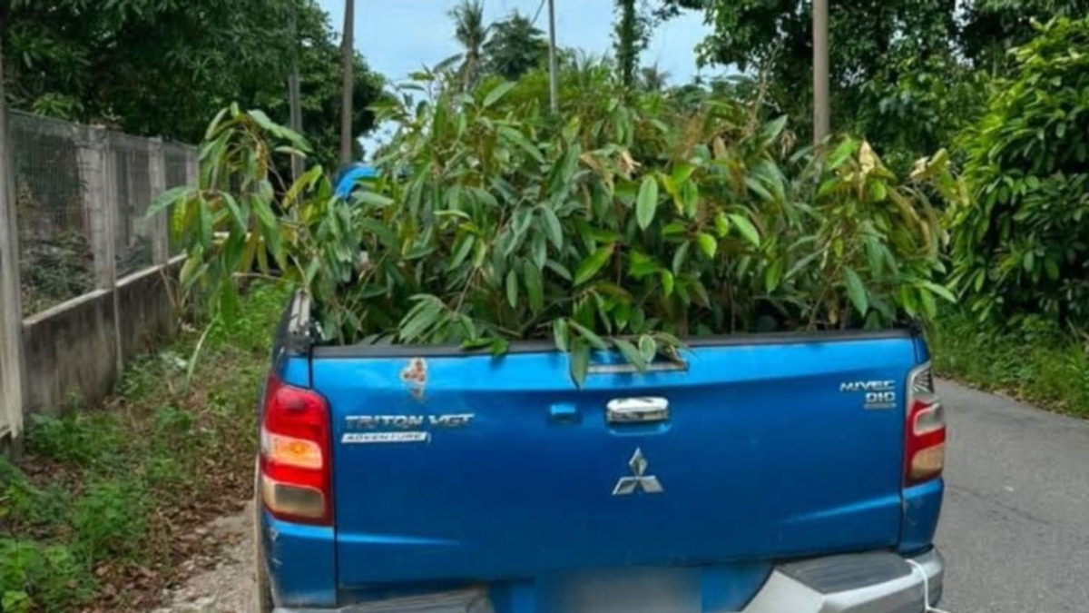 Man arrested after 52 smuggled durian saplings seized in Kelantan raid