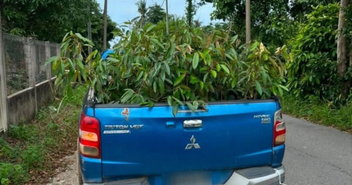 Man arrested after 52 smuggled durian saplings seized in Kelantan raid