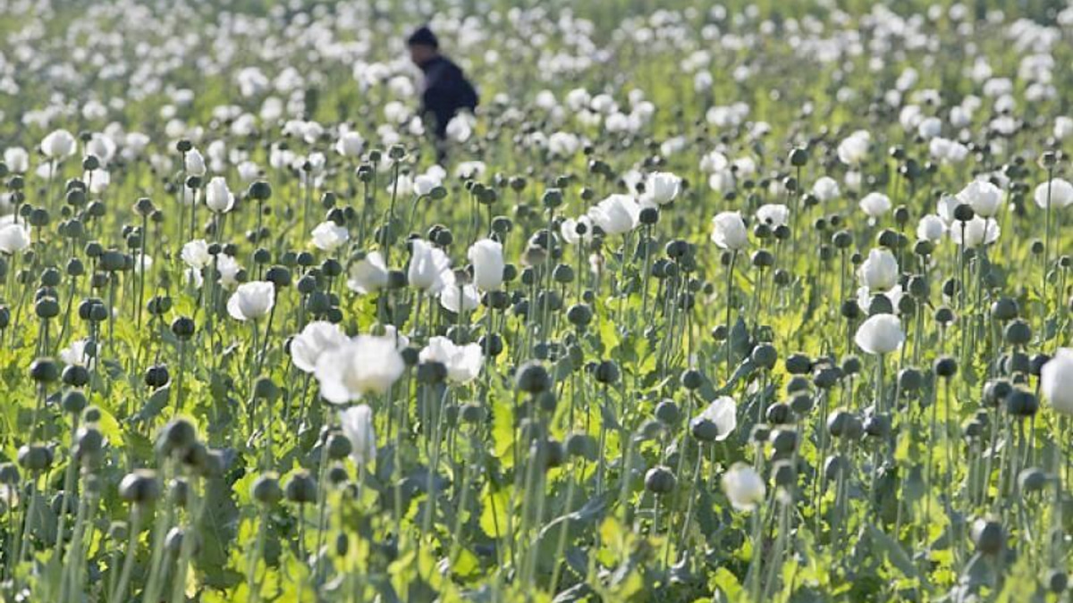 Myanmar authorities seize 17.6 kg heroin and million stimulant pills in major drug bust