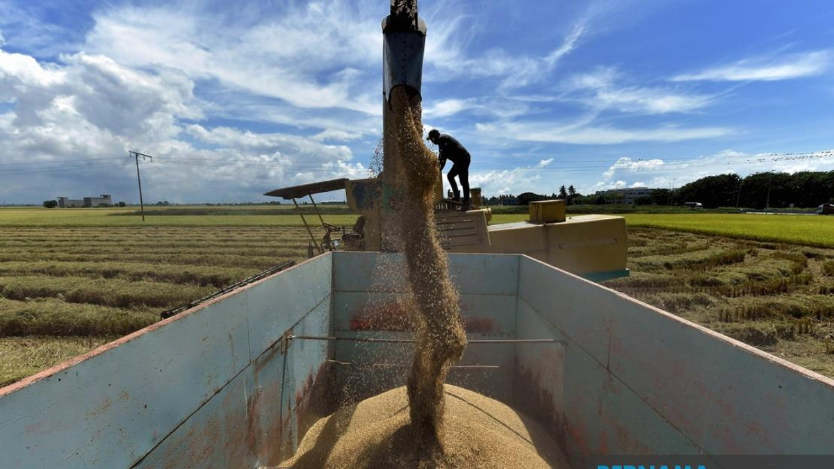 Malaysia Tightens Rice Market Controls With Sweeping Amendment Bill