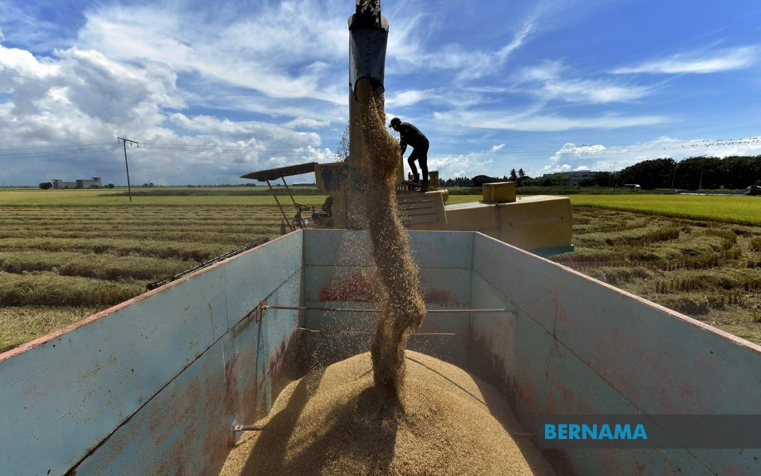 Malaysia Tightens Rice Market Controls With Sweeping Amendment Bill
