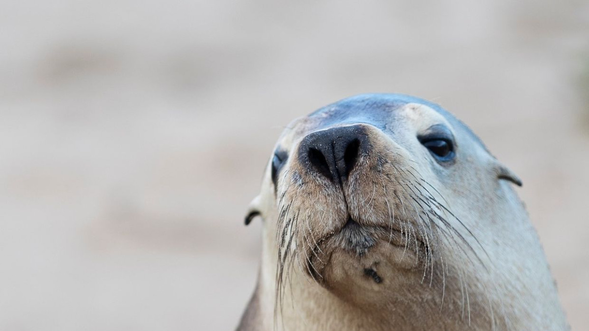 H5N1 bird flu outbreak in South Australia poses critical threat to endangered sea lions, experts warn