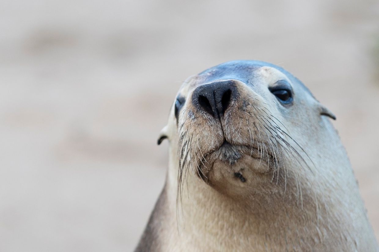 H5N1 bird flu outbreak in South Australia poses critical threat to endangered sea lions, experts warn