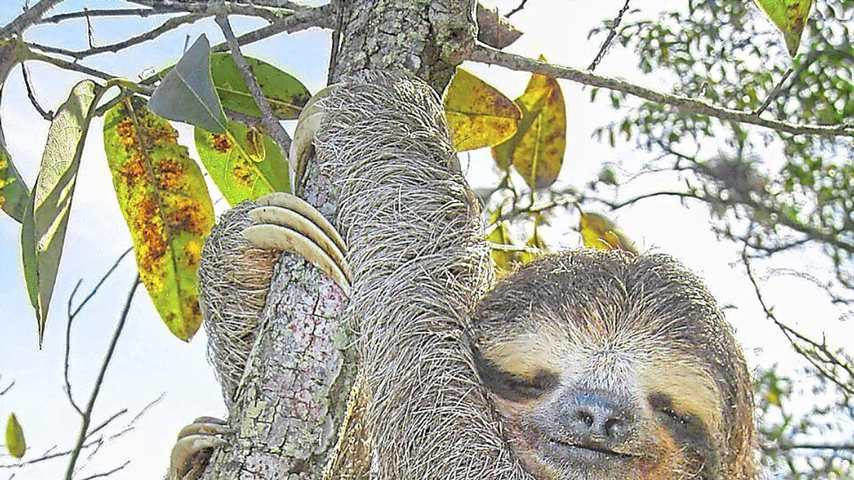 Sloth genes may unlock secrets of healthy ageing, say scientists