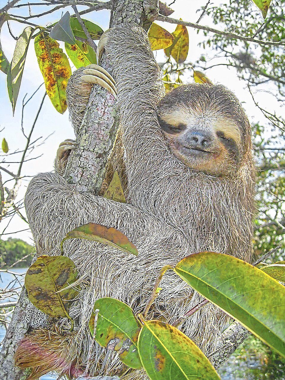 Sloth genes may unlock secrets of healthy ageing, say scientists