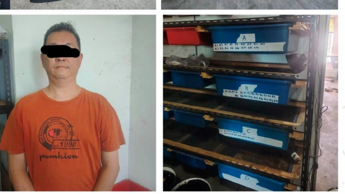 Police seize 89 protected turtles, tortoises in Kedah raids; one man arrested