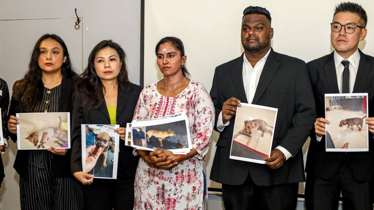Death of Pet Dog Rocky Triggers Investigation into Stray Dog Capture Procedures