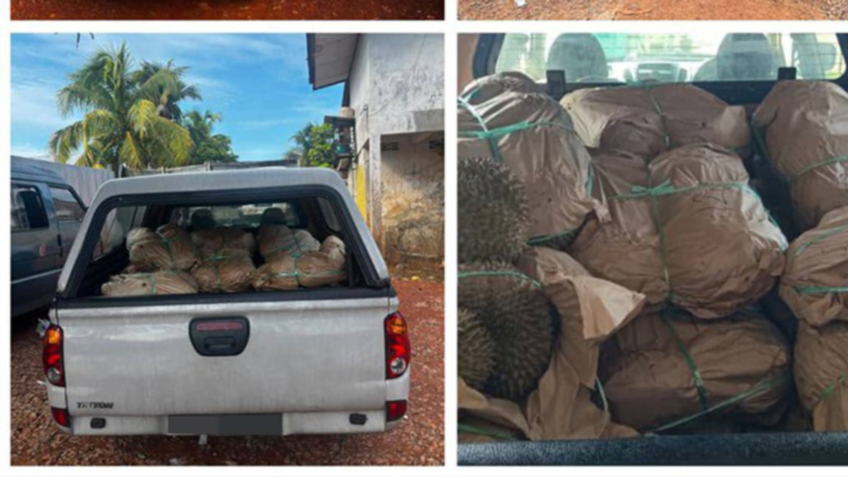 Authorities crack down on durian smuggling at Kelantan border, seize RM50,000 contraband