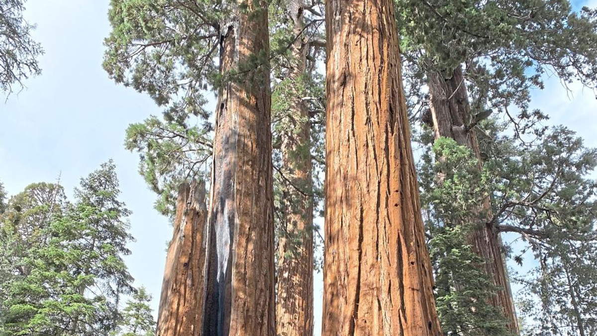 California's Ancient Giant Sequoias Face Race Against Time as Massive Restoration Effort Takes Shape