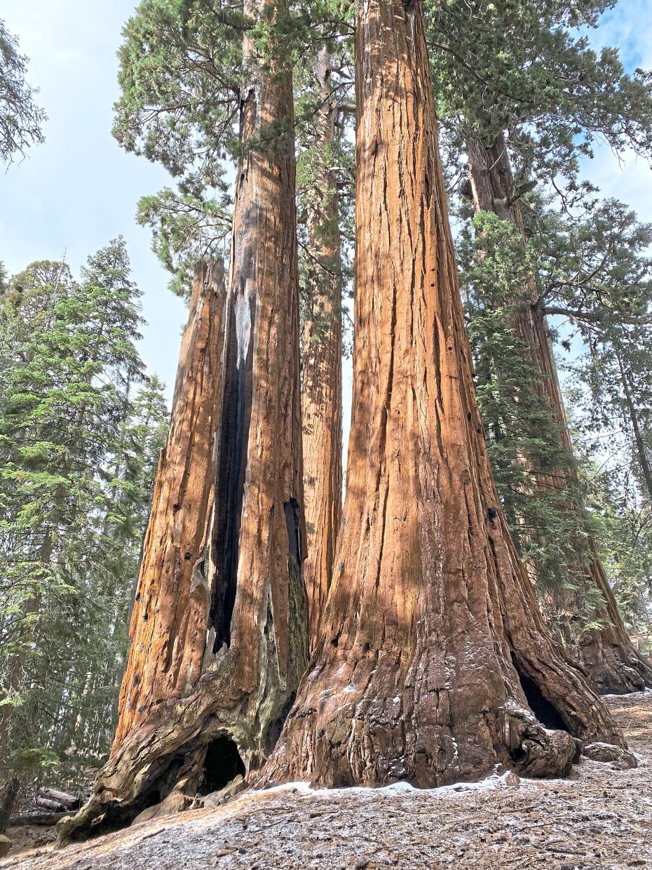 California's Ancient Giant Sequoias Face Race Against Time as Massive Restoration Effort Takes Shape