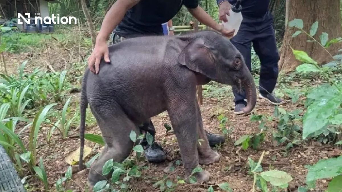 Critical Care Effort Underway for Orphaned Elephant Calf Found in Thailand's Kanchanaburi