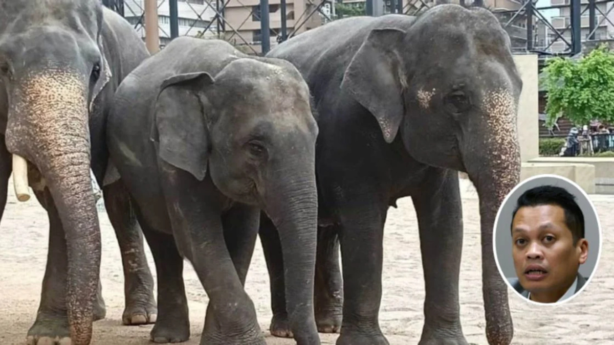 Nik Nazmi Rejects Allegations Over RM53 Million Elephant Transfer to Japanese Zoo