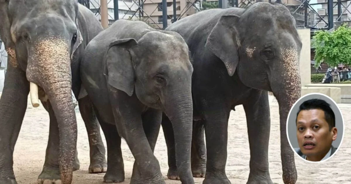 Nik Nazmi Rejects Allegations Over RM53 Million Elephant Transfer to Japanese Zoo