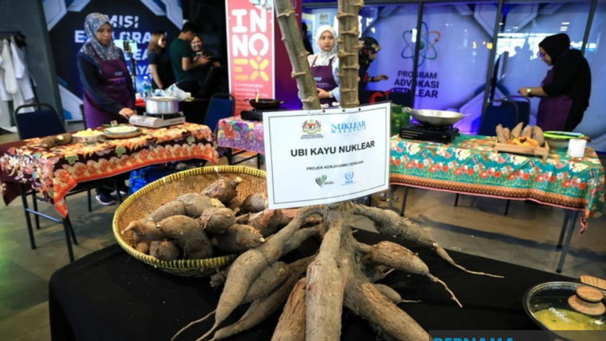 Malaysian Nuclear Agency's Fast-Maturing Cassava Set for Commercial Launch Within Two Years