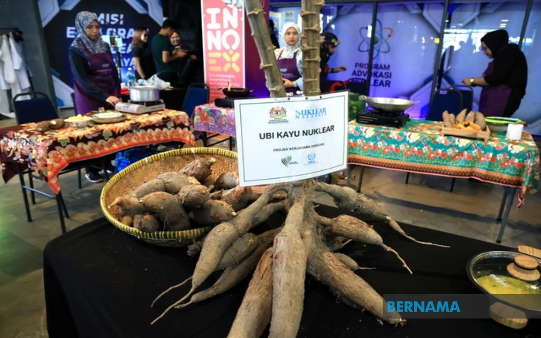Malaysian Nuclear Agency's Fast-Maturing Cassava Set for Commercial Launch Within Two Years