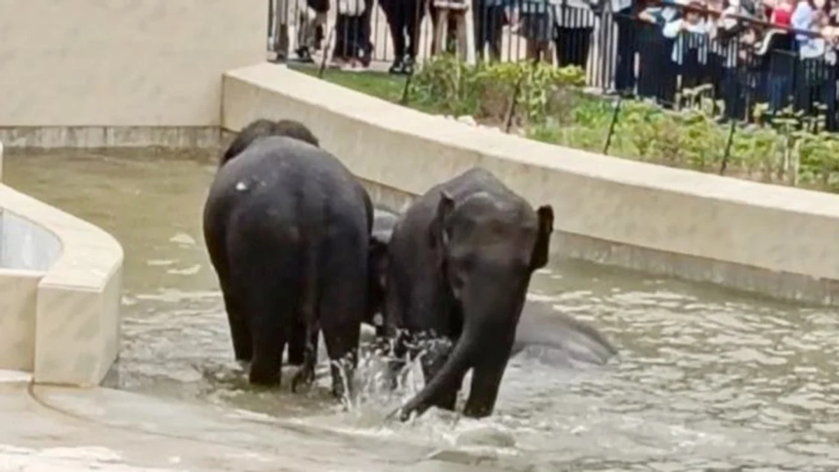 MACC's Elephant Transfer Inquiry Remains Document-Based, Says Taiping Council