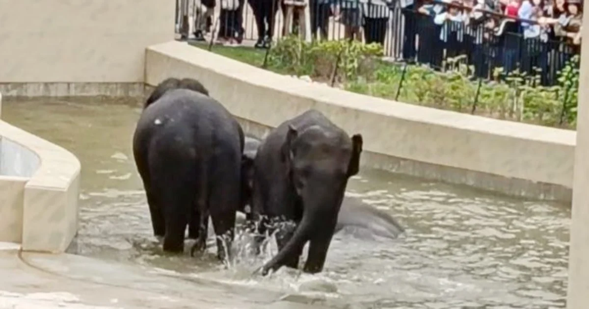 MACC's Elephant Transfer Inquiry Remains Document-Based, Says Taiping Council