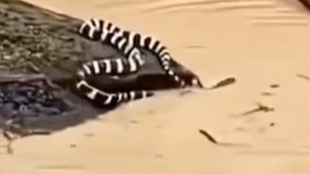 China's Catastrophic Floods: 900 Snakes Escape as Historic Rainfall Wreaks Havoc Across Nation