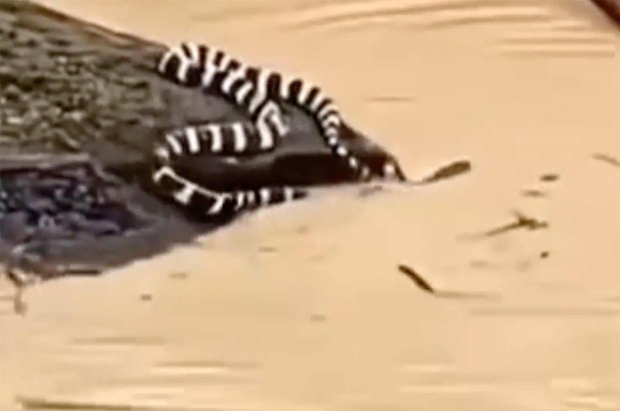 China's Catastrophic Floods: 900 Snakes Escape as Historic Rainfall Wreaks Havoc Across Nation