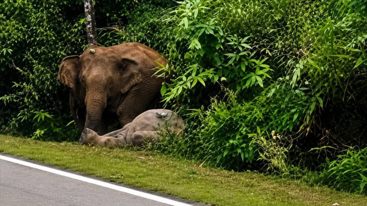 Mother Elephant Stands Vigil Over Dead Calf in Mersing, Echoing Gerik Tragedy
