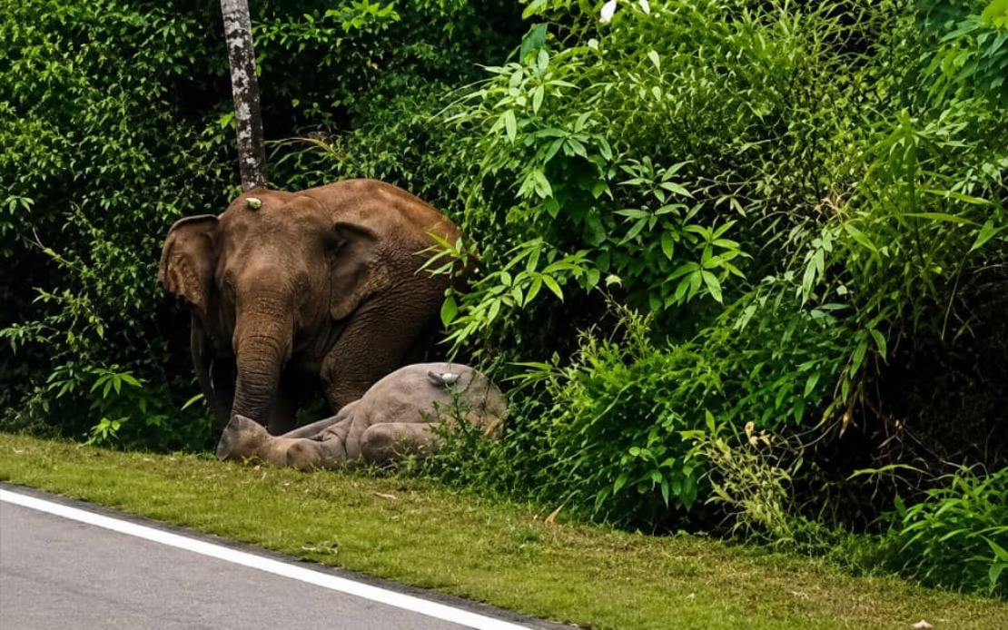 Mother Elephant Stands Vigil Over Dead Calf in Mersing, Echoing Gerik Tragedy