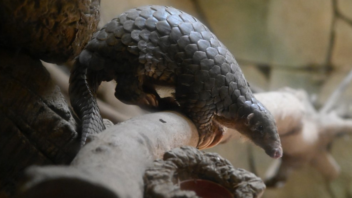 Indonesia arrests suspected pangolin trafficker in crackdown on international smuggling network