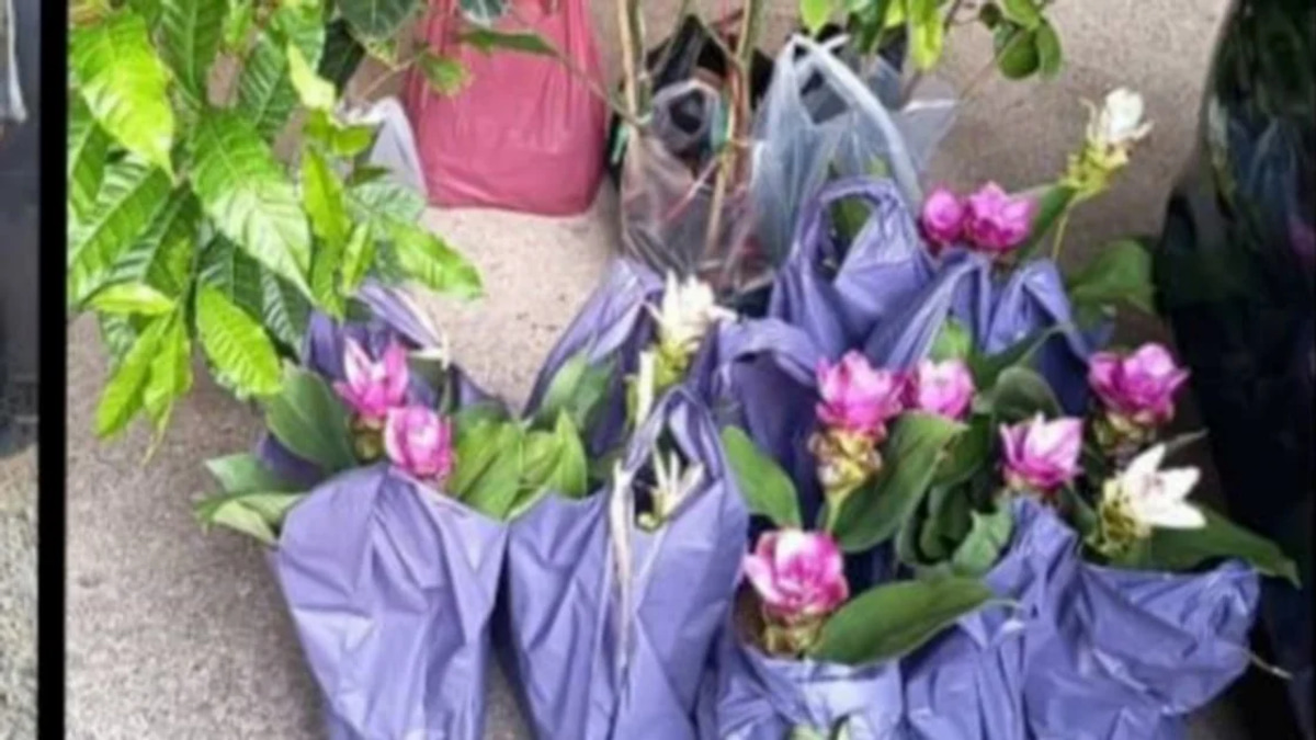 Two elderly women arrested for smuggling Thai plant seedlings through illegal jetty