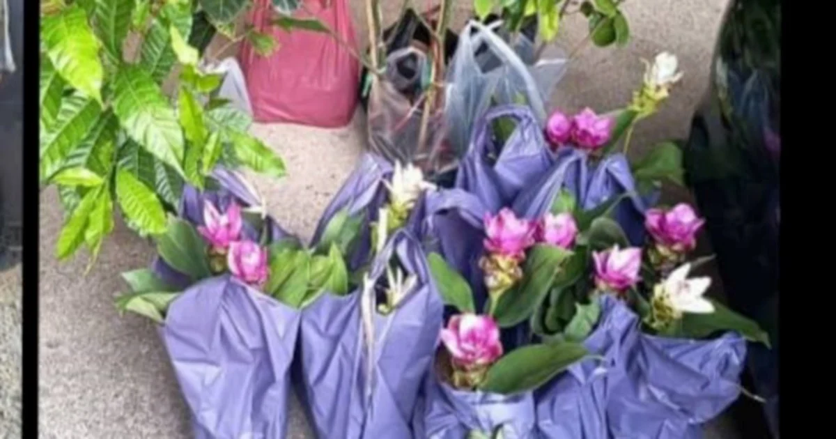 Two elderly women arrested for smuggling Thai plant seedlings through illegal jetty