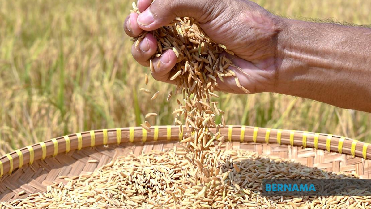 Indonesia Pursuing Rice Export Deals With Malaysia and Singapore as Negotiations Continue