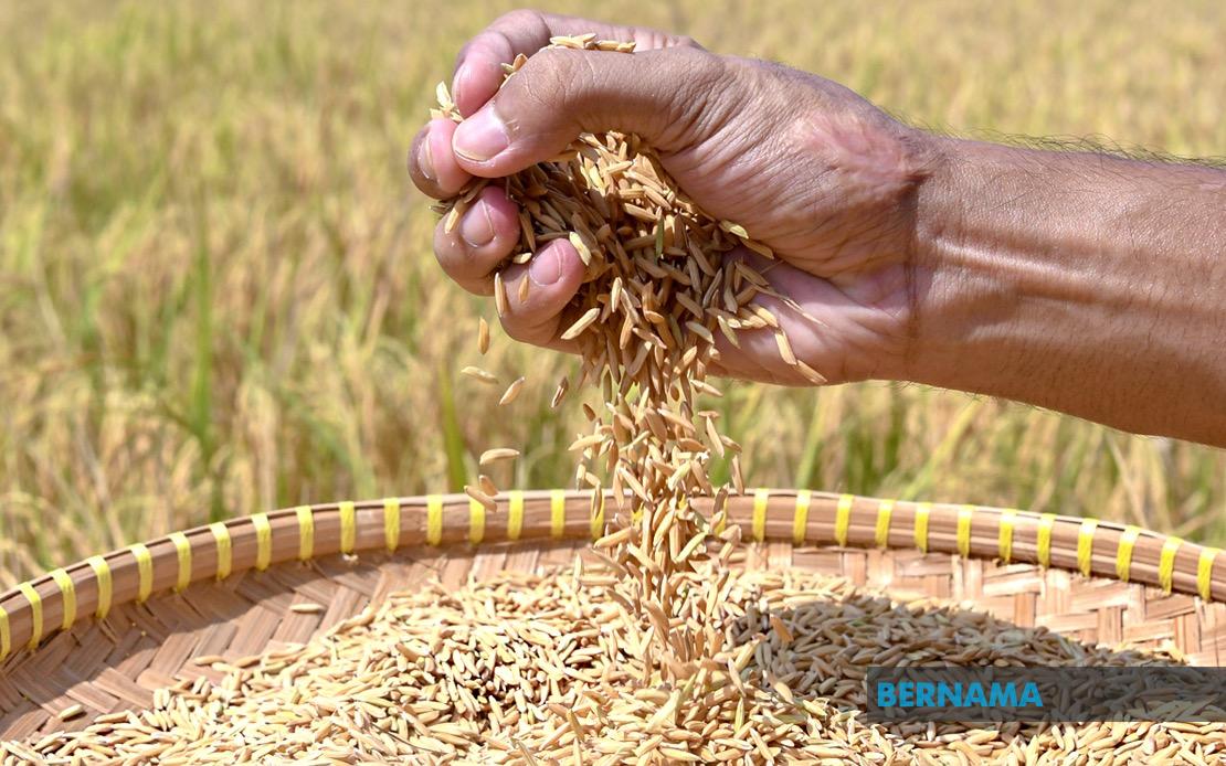 Indonesia Pursuing Rice Export Deals With Malaysia and Singapore as Negotiations Continue